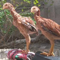 جوجه لاری اصیل