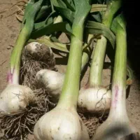 بذر سیر علفی یا دمپزی