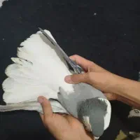 کفتر پرشی و جفتگاه|پرنده|مشهد, آبکوه|دیوار