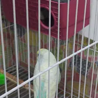 مرغ عشق|پرنده|سبزوار, گلشن|دیوار