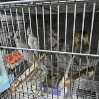 عروس هلندی خانگی|پرنده|بندر انزلی, زنبق|دیوار