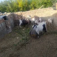 ده عدد بز نرو ماده بفروش میرسه خاش