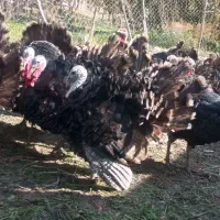 بوغلمون برنز انگلیسی