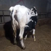 یک راس تلیسه شکم اول