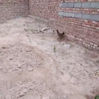 مرغ محلی سالم