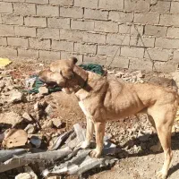 سگ سرابی|سگ|میاندوآب, |دیوار