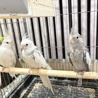 عروس هلندی با۲تا جوجه