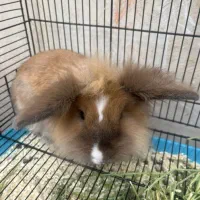 خرکوش لوپ پاریسی