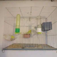 میز و صندلی و مرغ عشق و قالپاق|پرنده|مشهد, رستگار|دیوار