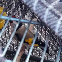 سره بهاره استانه|پرنده|شازند, |دیوار