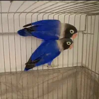 طوطی برزیلی مولد فیشر ابی نقابدار