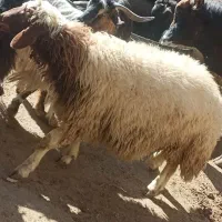 گوسفند|حیوانات مزرعه|کرمانشاه, |دیوار