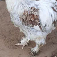 مرغ و خروس زینتی|حیوانات مزرعه|یزد, |دیوار