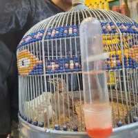 طرقی فروشی با قفس