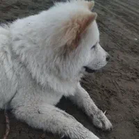 واگذاری چاوچاو 8ماه واکسینه شده|سگ|قدس, شهرقدس|دیوار