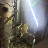 فنچ گلدین|پرنده|سراوان, |دیوار