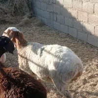 بره