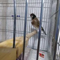 سهره جوجه قفس|پرنده|کرمانشاه, |دیوار