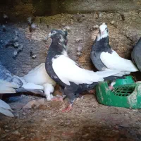 10 تا کبوتر دونه 200 تومن وراوی