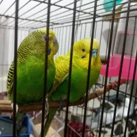 مرغ عشق دستی