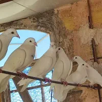کبوتر سفید تک (کیلومتری)|پرنده|اردکان, |دیوار