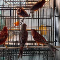 قناری ماده دارچینی|پرنده|قائمشهر, |دیوار