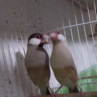 فنچ شکلاتی|پرنده|شیراز, حافظیه|دیوار