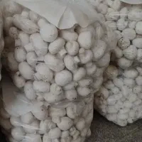 فروش وتوزیع قارچ