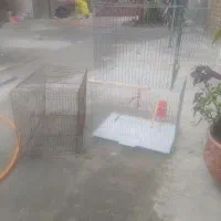 قفس پرنده