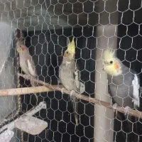 عروس هلندی مولدسخنگو