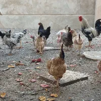 مرغ تخم گذار اصیل