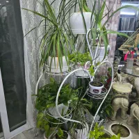 تعدادی گل و گیاه با استند و ظروف همه با هم یکجا|گل و گیاه طبیعی|شاهین‌شهر, مخابرات (شهید بهشتی)|دیوار