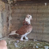 کفتر  شازده هما سورو آتیشی