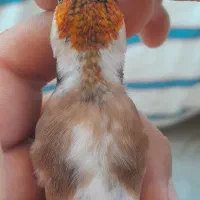 سهره کراواتی بدون توضیح|پرنده|سنندج, |دیوار