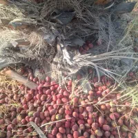 ضایعات خرما