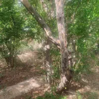 باغ 309متری در اسلامیه فروش فوری|فروش دفتر صنعتی، کشاورزی، تجاری|تفت, |دیوار