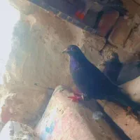 ۶تا نرزدو خردی