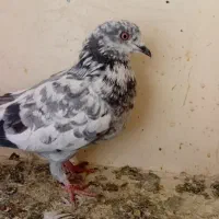 کفتر ارزان