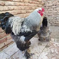 حیوان خانگی