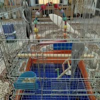 یک جفت عروس هلندی مولد