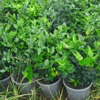 کاج رونده جونی پروس و یاس هلندی صادراتی|گل و گیاه طبیعی|تنکابن, |دیوار