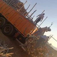 خدمات برش چوب و قطع درختان و هرس انواع درخت