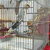 عروس هلندی