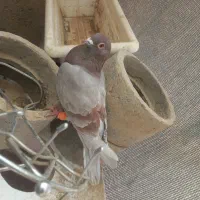 ۲ کفتر با هم جفتن