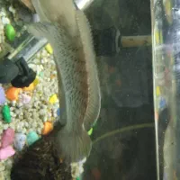 ماهی بلک گلکسی چانا|ماهی|اصفهان, سرچشمه|دیوار