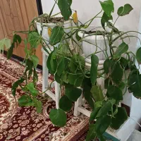 سه عدد گل طبیعی