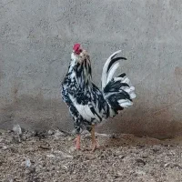 گلین و زینتی