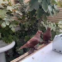 کبوتر رواعب|پرنده|قم, گلزار|دیوار