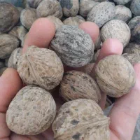 روغن گوسفندی و کشک گردو بومی کردستان شیره انگورعسل|خوردنی و آشامیدنی|کاشان, فاز ۲ ناجی آباد|دیوار