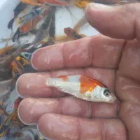 ماهی کوی و قرمز|ماهی|سنگر, |دیوار